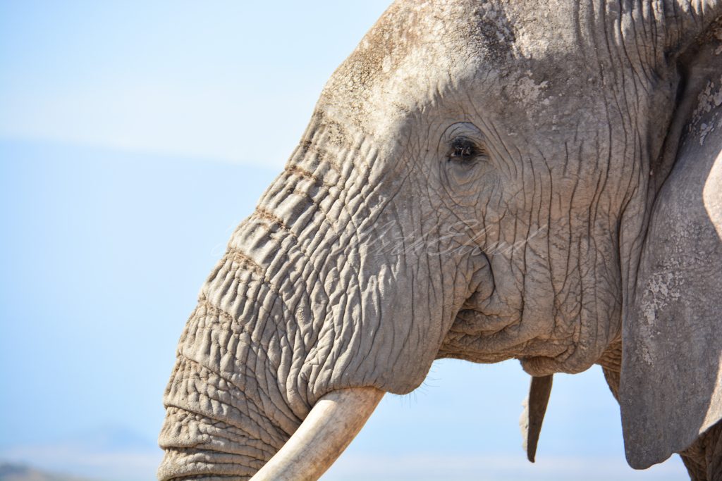 Elephant-Jumbo