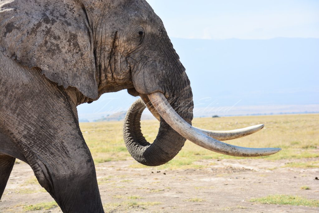 Elephant-safirinasi-Kenya