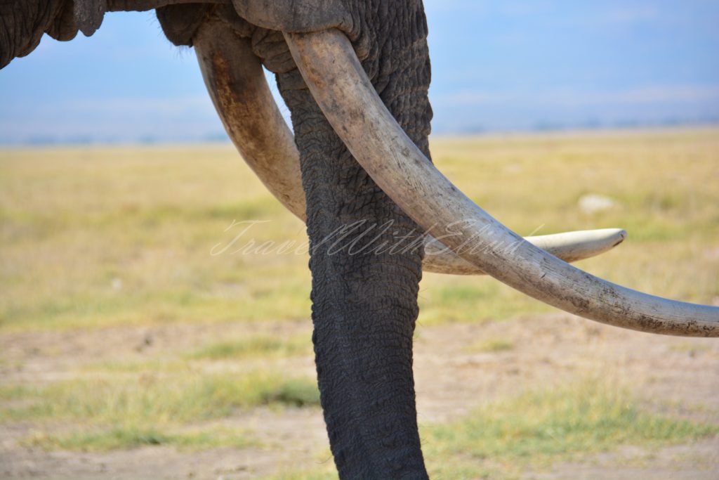 Elephant-safirinasi-kenya