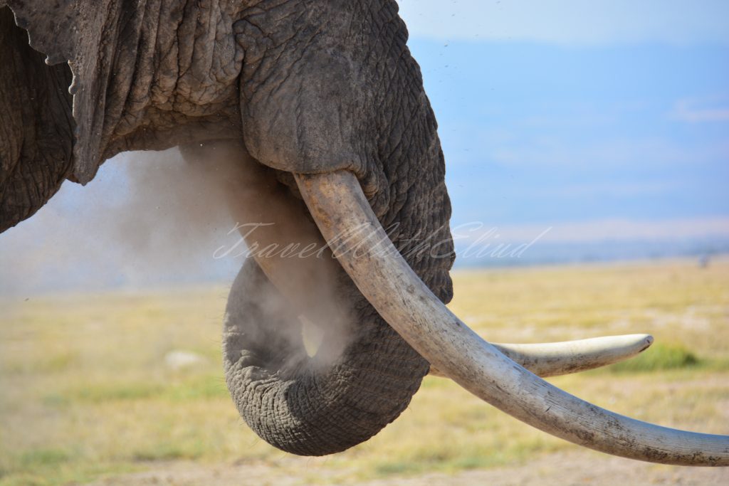 Elephant-safirinasi