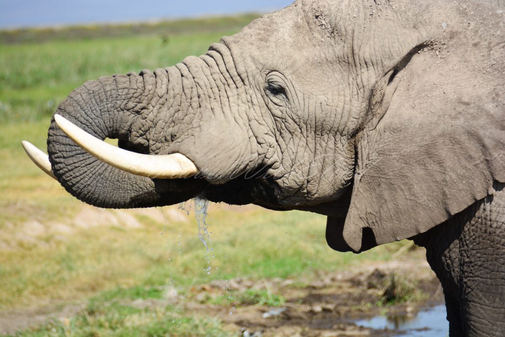 Elephant-Kenya-Africa