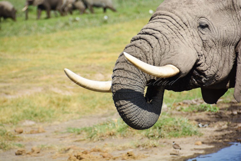 Elephant-Safiri-nasi