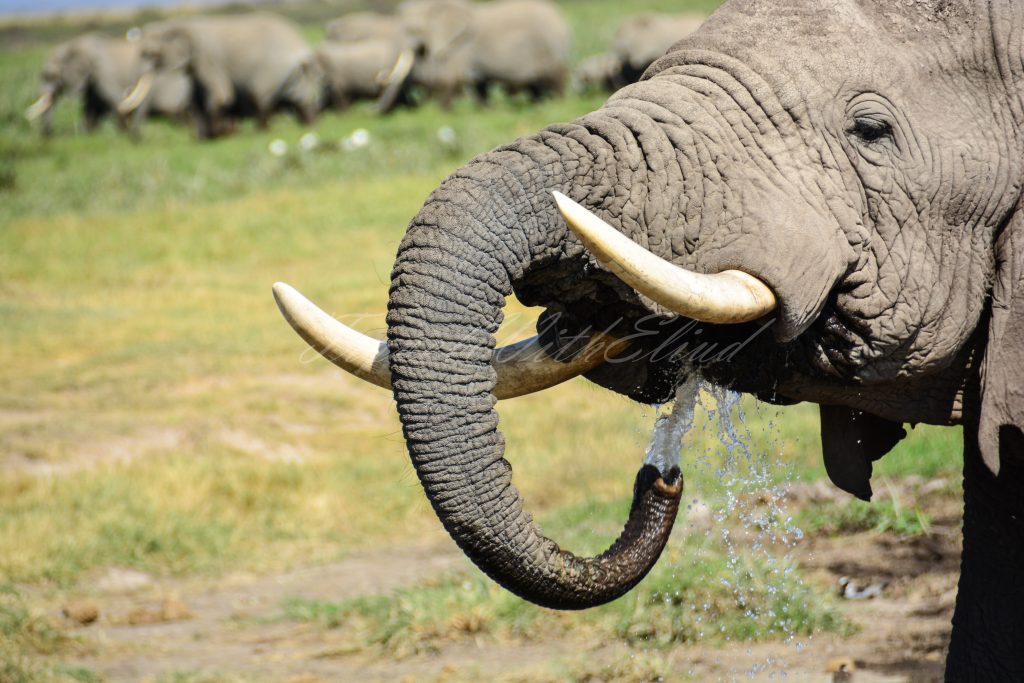 Elephant-Kenya