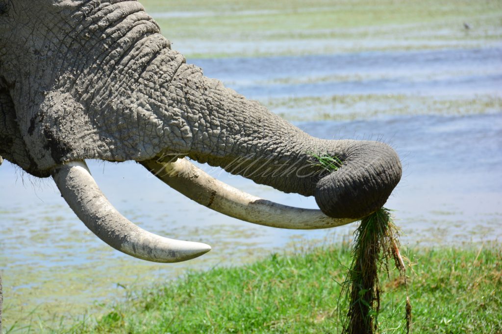 Elephant-Safiri-Nasi-Kenya