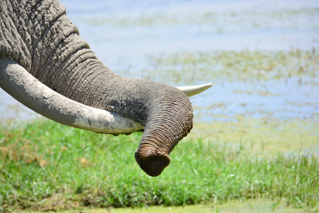 Elephant-tusks-safirinasi
