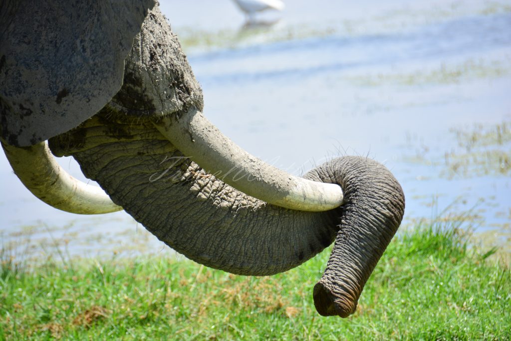 Elephant-Safirinasi
