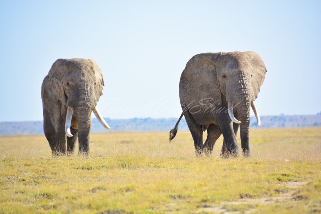 elephant-safirinasi