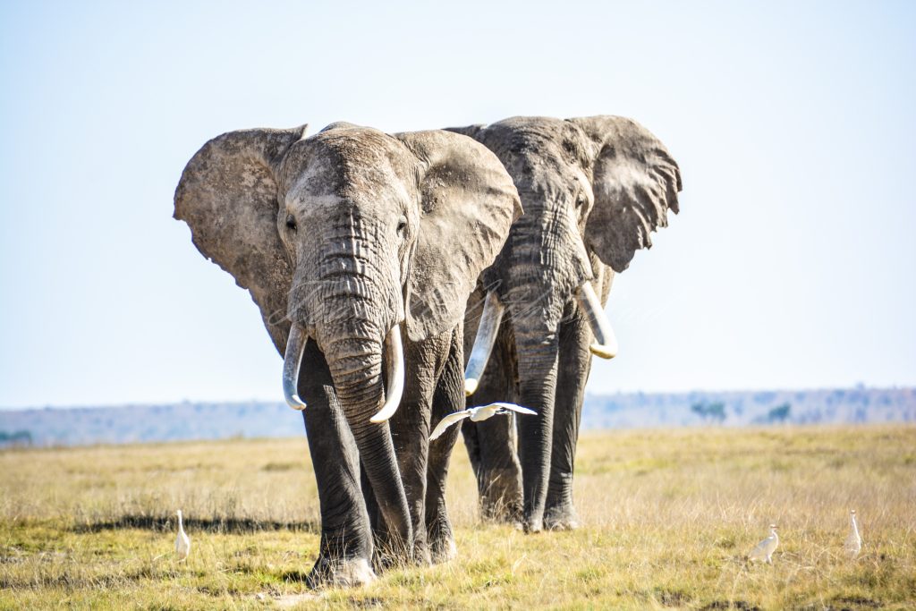 Elephant-safirinasi-kenya