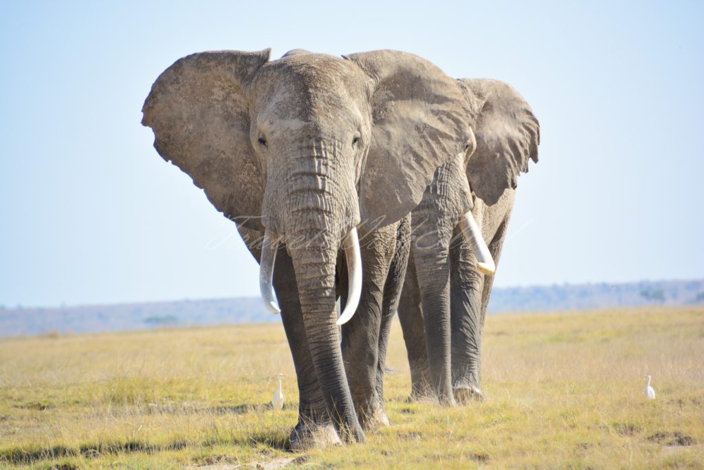 Elephant-plea
