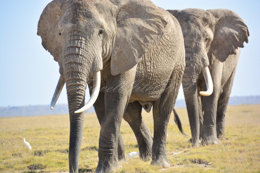 Elephant-Tusker