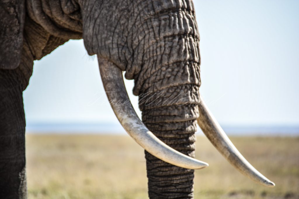 Elephant-tusker-jumbo