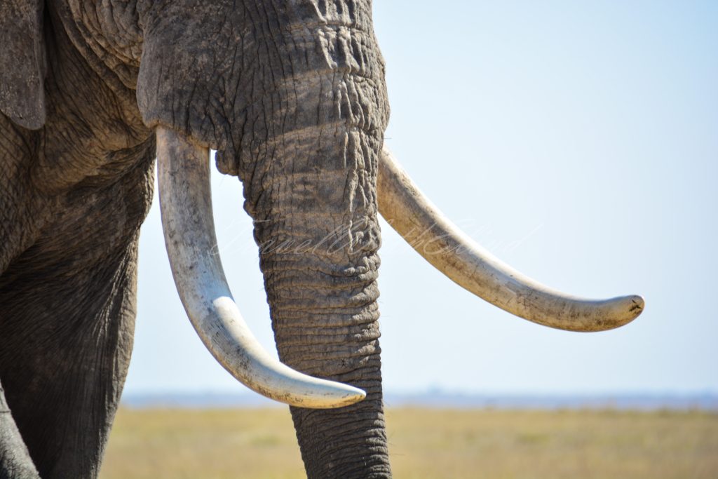 Elephant-tusks