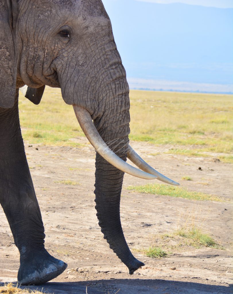 Elephant-safiri-nasi-kenya