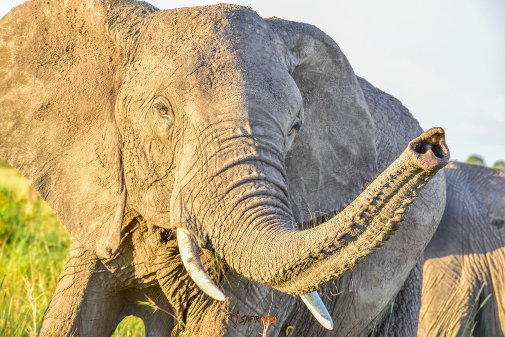 Elephant-safirinasi-wildlife