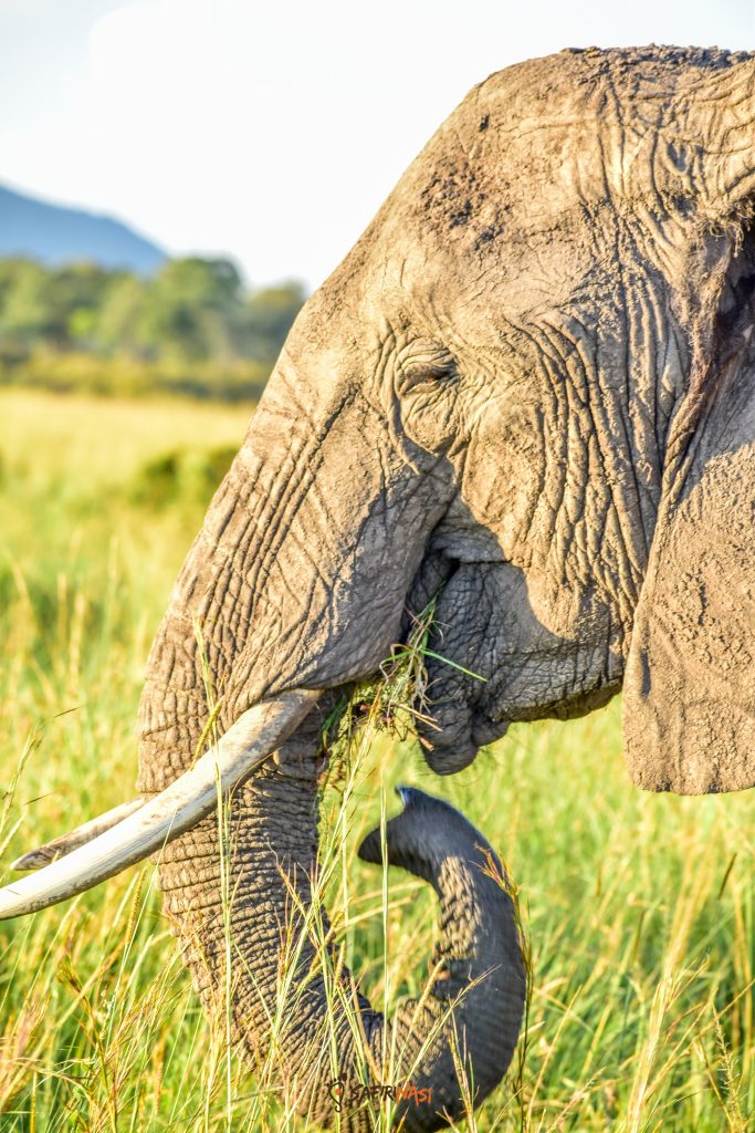 Elephant-safirinasi-Africa