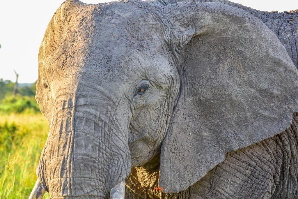 Elephant-safiri