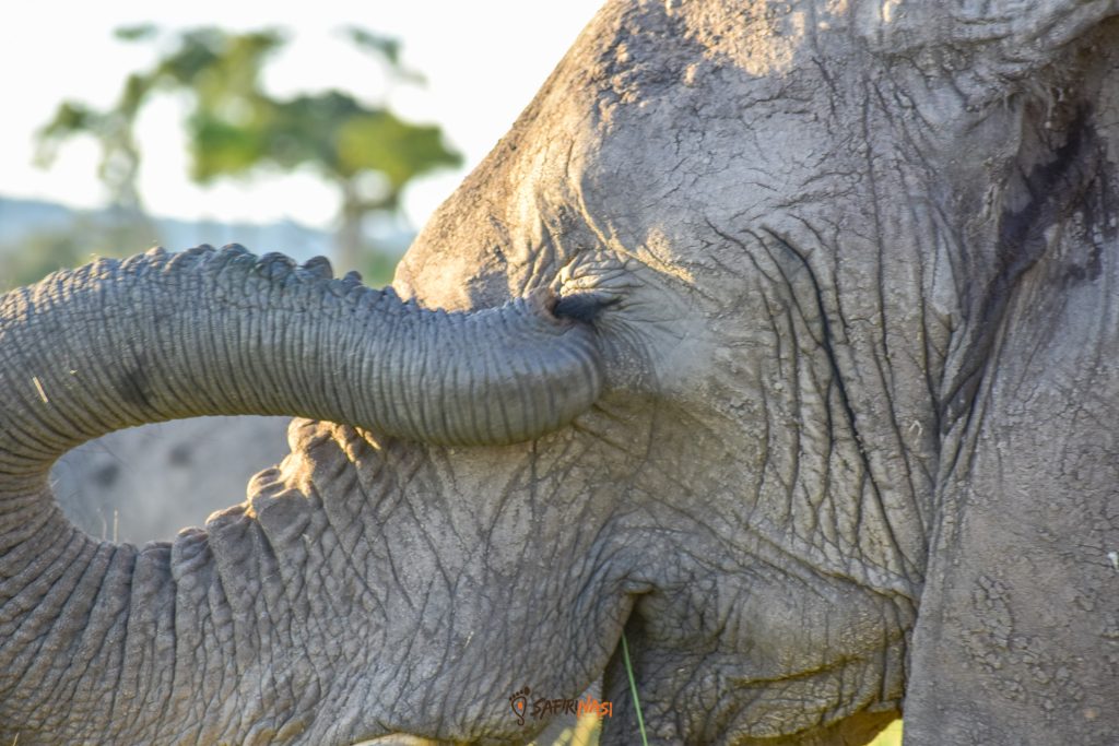 Elephant-safiri-Nasi-Game drive