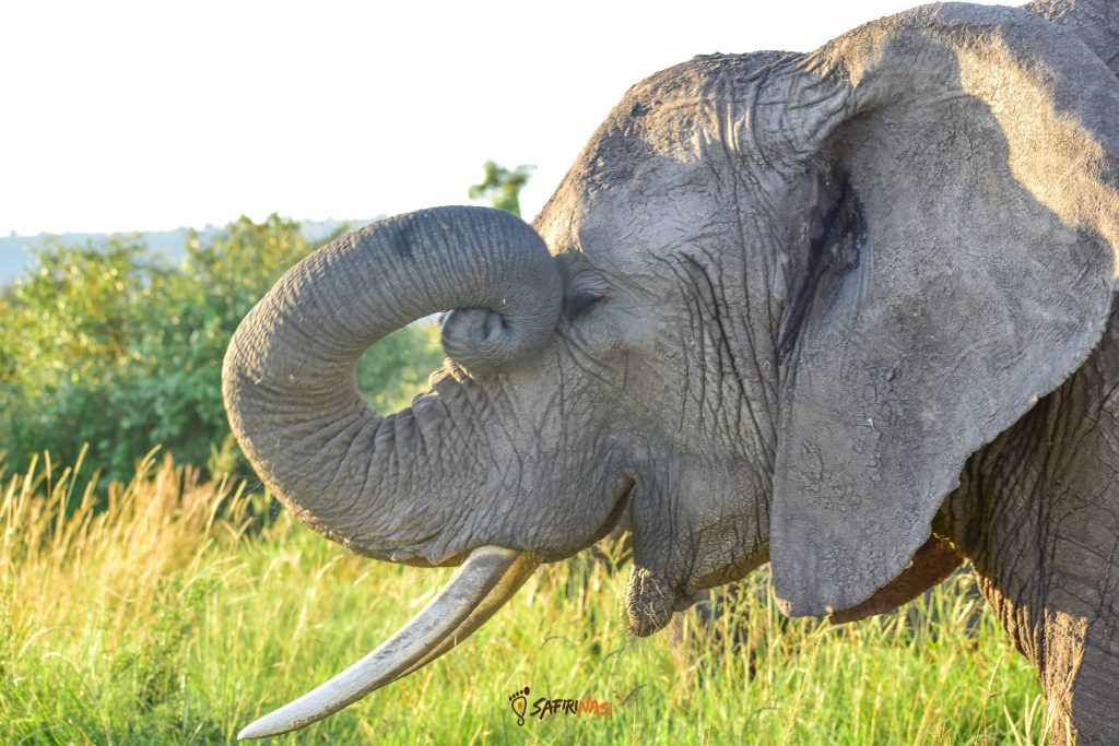 Elephant-Safirinasi-Africa