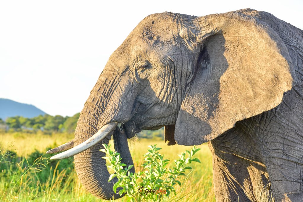 Elephant-Kenya