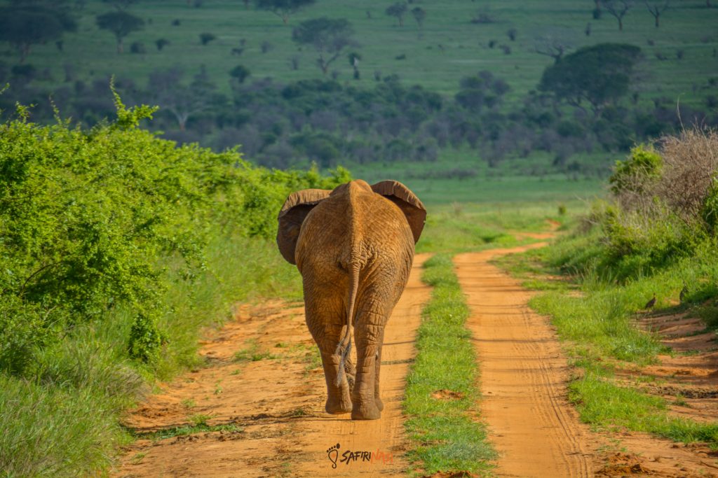 Elephant-safiri-nasi