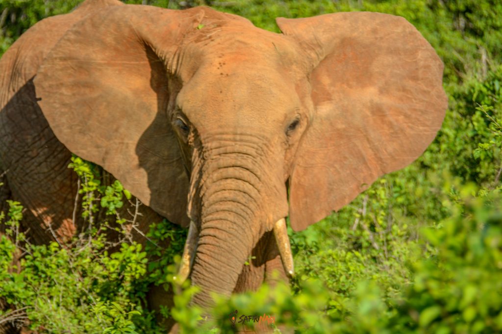 Elephant-safirinasi-tusk