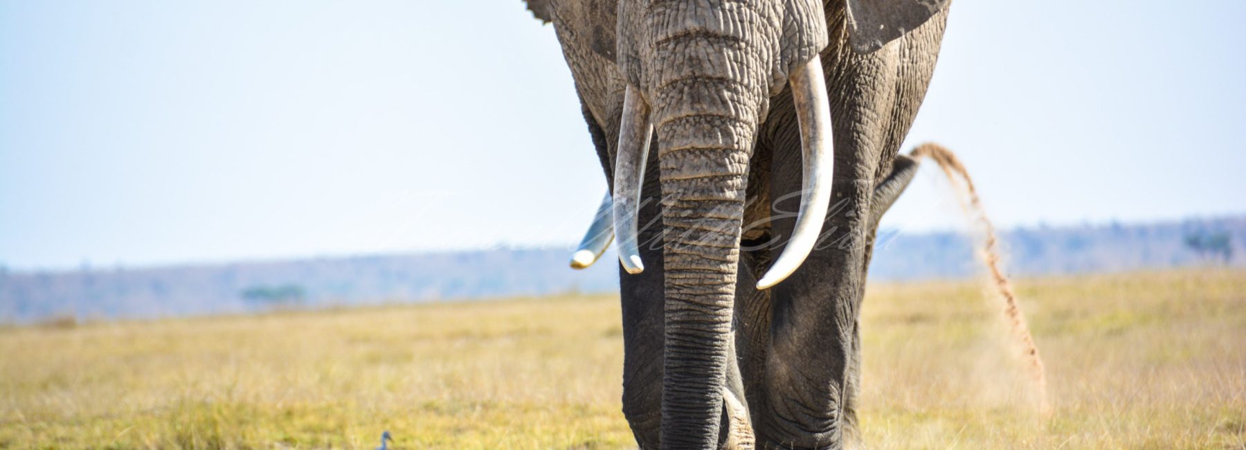 Elephant-Safiri-Nasi-Kenya